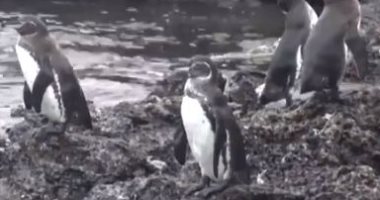 طيور البطريق تفترش جزر جالاباجوس فى الإكوادور بسبب توقف السياحة.. فيديو