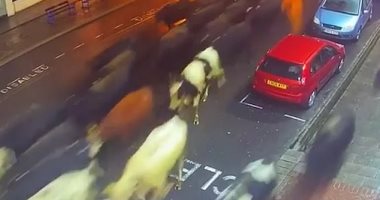 الشرطة تغلق الطرق جنوب إنجلترا للبحث عن 85 بقرة هاربة .. فيديو وصور
