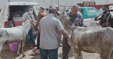 علاج وتحصين 960 رأس ماشية وخيول فى قافلة بيطرية بقرية المنيل بالدقهلية