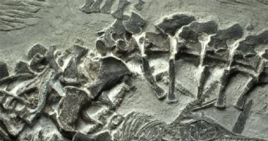 العثور على بقايا ديناصور بحرى فى صخور جزيرة روسكى.. يطلع إيه