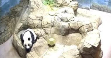 غضب صينى على السوشيال ميديا بعد شائعات الإساءة لباندا فى حديقة أمريكية