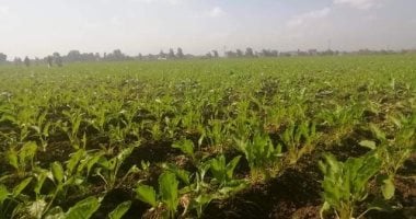 زراعة الشرقية: 54 ألف فدان من محصول البنجر ضمن العروة المبكرة