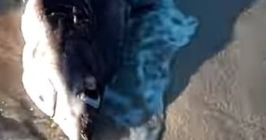 حادث على شواطئ ليبيا يكشف مدى خطورة أسماك أبو سيف على القروش.. اعرف القصة