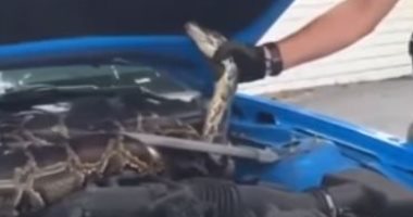 أمريكي يعثر على ثعبان ضخم داخل غطاء محرك السيارة.. فيديو