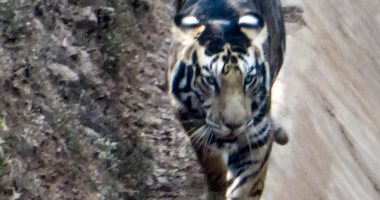 رصد نمر أسود نادر فى الهند على وشك الانقراض.. صور