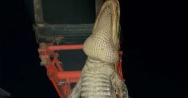 رجلا يصطاد تمساحا ضخما بطول 4 أمتار بأمريكا.. صور