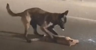 لحظة درامية.. شاهد ماذا فعل كلب مع قطة نافقة صدمتها سيارة فى الصين؟.. فيديو