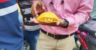 العثور على سلحفاة صفراء نادرة فى الهند للمرة الثانية خلال عام