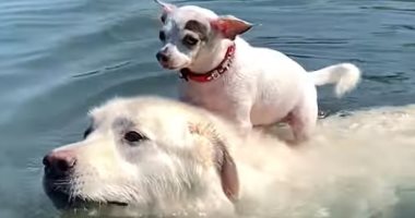 نزهة مجانية من صديق.. كلب يحمل آخر على ظهره للسباحة فى بحيرة.. فيديو وصور