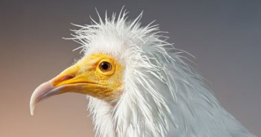 8 طيور مهددة بالانقراض أحدها يشبه الفنان سلفادور دالى.. ألبوم صور