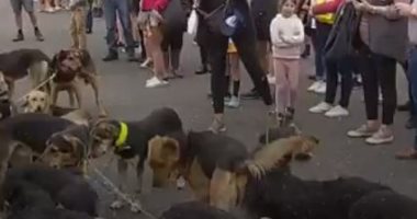 انطلاق سباق "الرعاة وكلابهم" بنيوزلندا رغم مخاوف جائحة كورونا .. فيديو وصور