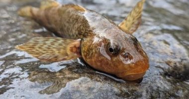 علماء يكافحون لإنقاذ "الحفرية الحية"..سمكة نادرة يعتقد انقراضها منذ سنوات