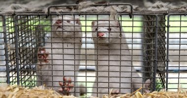 الدنمارك تتراجع عن قرارها بإعدام حيوان المنك بسبب فيروس كورونا