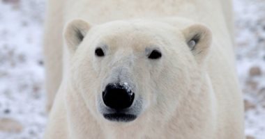 التغيرات المناخية قد تؤدى إلى انقراض الدب القطبى