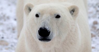 رادار وكاميرات مراقبة خوفا من الانقراض ..كندا تبتكر طريقة جديدة للتجسس على الدب القطبى