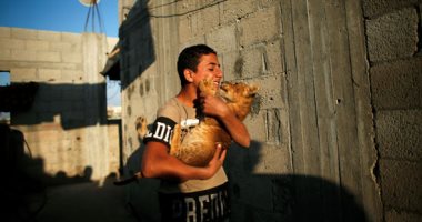 قلب الأسد.. شاب فلسطينى يربى أسود فوق سطح منزله فى خان يونس 