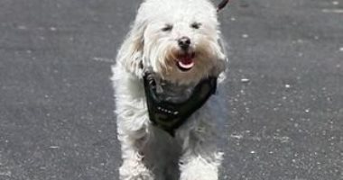 "بودل" أول كلب إيجابي بفيروس كورونا في إيطاليا.. اعرف الحكاية 
