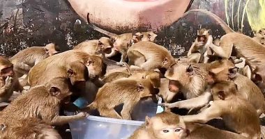 القرود تعانى الجوع بسبب كورورنا ويتدافعون على الخبز فى تايلاند.. فيديو وصور
