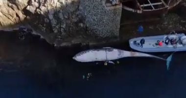 لقطات جوية للعثور على حوت عملاق نافق قرب شواطئ إيطاليا.. فيديو