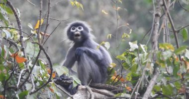 يحمل اسم بركان مقدس.. اكتشاف نوع جديد من القرود المهددة بالانقراض فى ميانمار