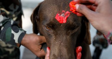مهرجان الأوفياء.. النيباليون يحتفلون بعيد الكلب بأكاليل الزهور.. ألبوم صور