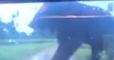 فيديو.. لحظات هجوم دب على سيارة خلال رحلة سفارى بإحدى الحدائق الصينية