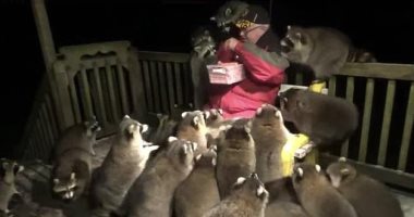 فيديو.. أشهر راعٍ لحيوانات الراكون فى العالم يطعمهم "هوت دوج"
