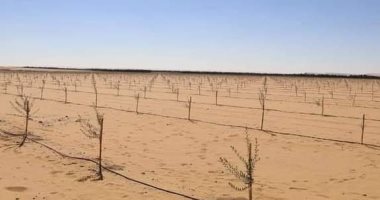 محافظ الوادى الجديد يعلن استكمال زراعة 145 ألف شجرة زيتون بالفرافرة