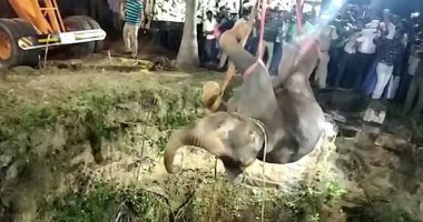 الرحمة حلوة.. إنقاذ فيل سقط فى بئر على عمق 50 قدما بالهند.. فيديو