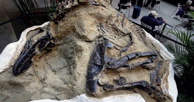 اتخانق ومات.. العثور على الهيكل الكامل لـ ملك الديناصورات عمره 67 مليون عام