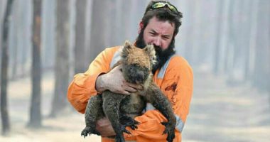 الرحمة حلوة.. إنقاذ الحيوانات المصابة في حرائق غابات أستراليا.. ألبوم صور