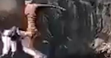 نمر هارب من محمية بالهند يصيب شخصين ويسقط بأحدهما فى حفرة.. فيديو وصور