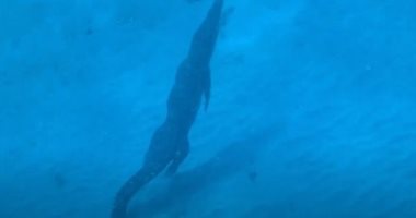 غواص أسترالى يكتشف تمساح فى البحر ويواصل السباحة بجواره عشرين دقيقة.. فيديو 
