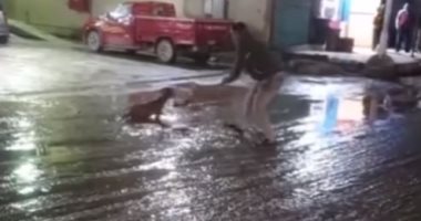 تداول فيديو لشاب ينقذ "كلب" قبل موته صعقا بالكهرباء بسبب الأمطار
