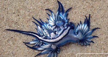 رصد مخلوق بحرى على الشاطئ بجنوب أفريقيا يعرف باسم "أجمل قاتل فى المحيط"