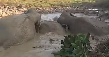 سكان مدينة هندية ينقذون 3 أفيال قبل غرقهم فى الوحل  بحفارين "فيديو وصور"
