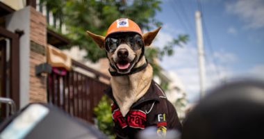 بوجي على الأسفلت.. كلب يقود موتوسيكل صاحبه في شوارع الفلبين.. ألبوم صور