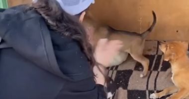 إيمي سمير غانم تفض اشتباكًا بين بعض الكلاب بشكل كوميدي "بس ياض".. فيديو وصور