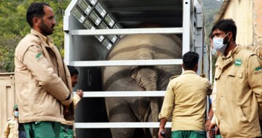 نقل الفيل الباكستانى"كافان" إلى محمية للحيوانات فى كمبوديا ..صور