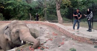 الممثلة "شير " تساهم فى نقل"الفيل الوحيد"..ورئيس وزراء باكستان يشكرها..فيديو