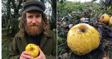 العثور على نوع غريب وجديد من التفاح في بريطانيا