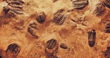 علماء صينيون يكتشفون أحفورة يرجع تاريخها إلى ما قبل 500 مليون عام