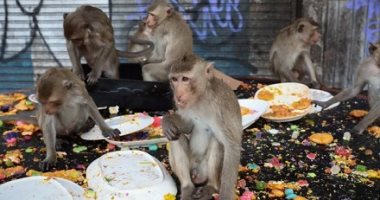مهرجان مأدبة القرود.. عيد سنوى لجلب الحظ فى تايلاند.. ألبوم صور