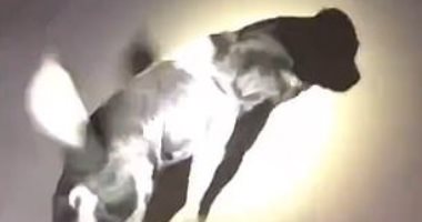 الأمومة غريزة.. أنثى كلب ترشد رجال الإطفاء لإنقاذ جروها فى الصين.. فيديو
