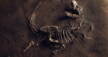 ابن عمه.. اكتشاف بقايا الأب الروحى لديناصور تى ركس المتوحش عمره 230 مليون سنة