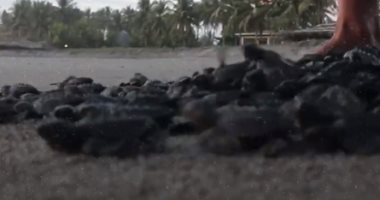 إطلاق مئات السلاحف البحرية إلى المحيط الهادى لحفظها من الانقراض بالسلفادور