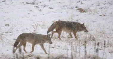 ظهور 4 حيوانات مهددة بالانقراض فى الجزائر  والسبب كورونا والثلوج.. صور وفيديو