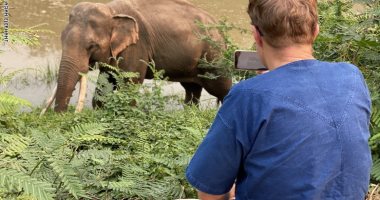 التجول مع الأفيال .. منتجع فى تايلاند يتيح اجتماعا افتراضيا مع "فيلة عملاقة" 