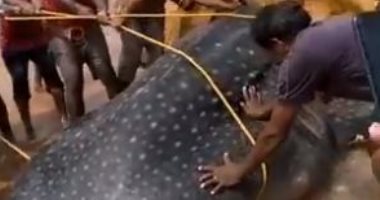 صيادون هنود ينقذون قرش حوتى مهدد بالانقراض من شبكة صيد.. فيديو