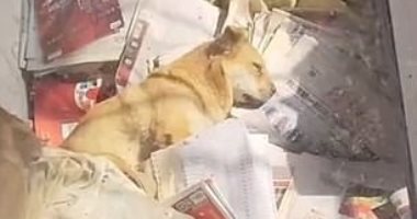وفاء نادر.. كلب يرفض الطعام وينتظر عودة صاحبه المتوفى بالصين.. فيديو وصور